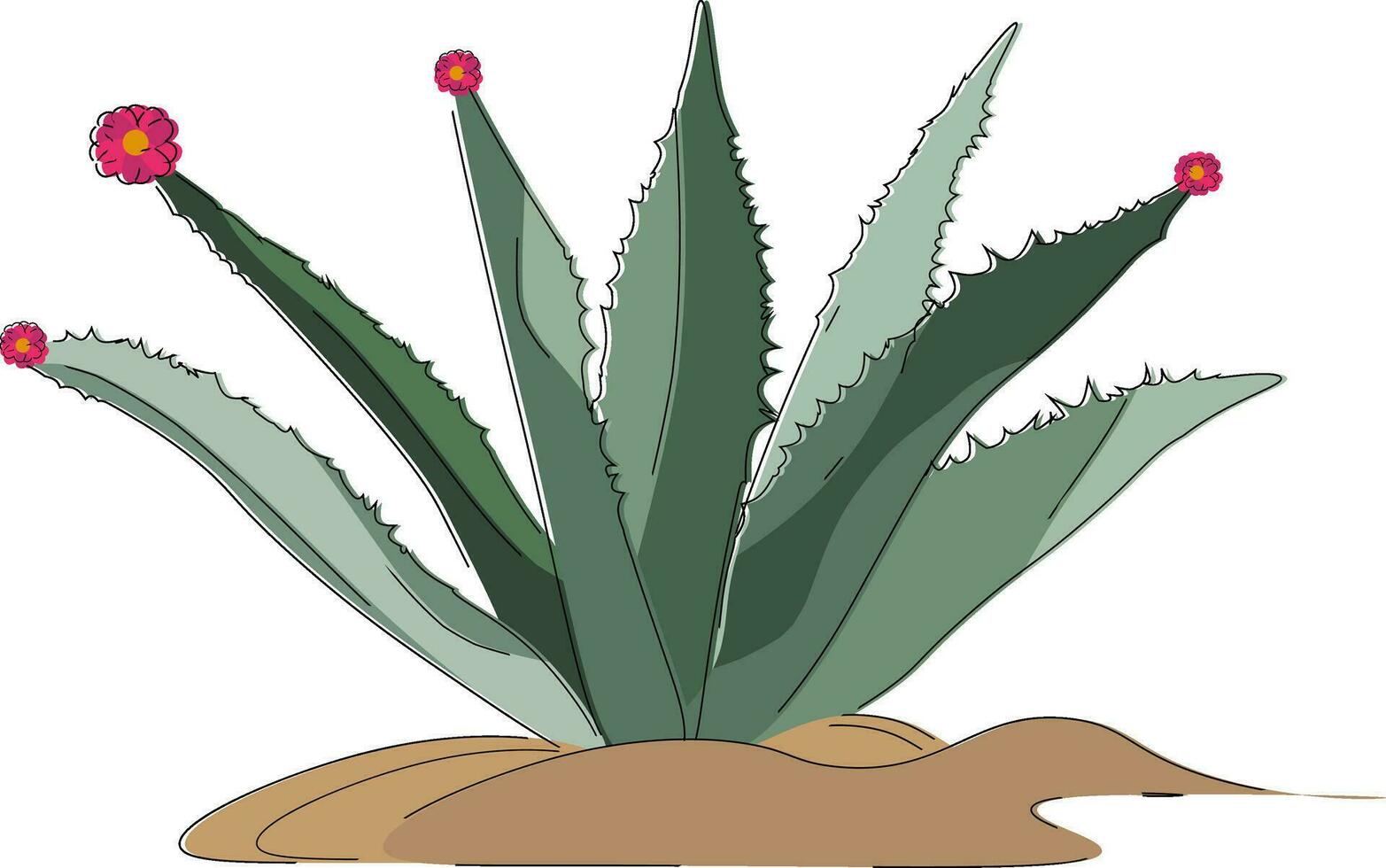 Image of agave, vector or color illustration.