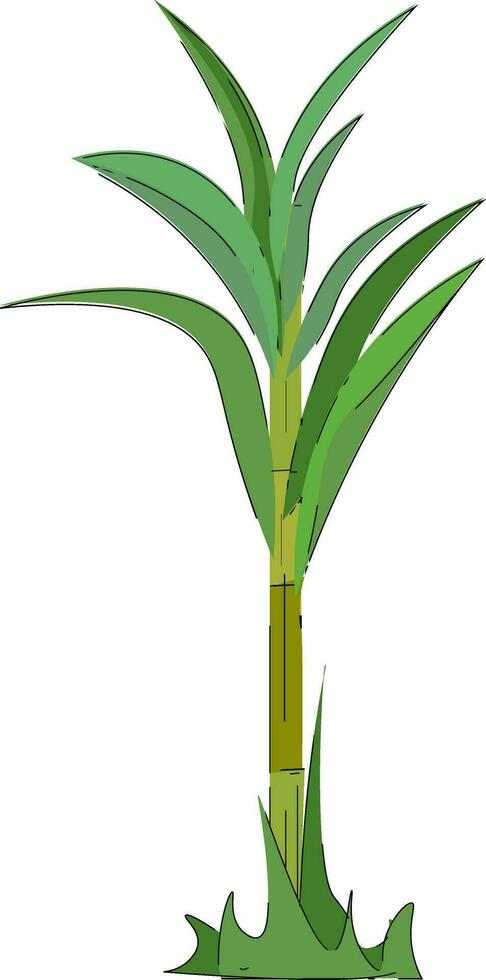 A green-colored sugarcane plant vector or color illustration