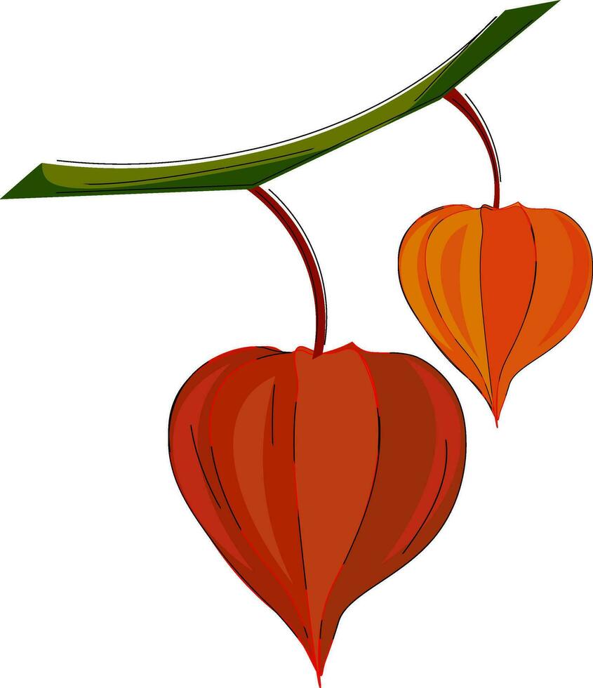 Clipart of orange and red colored physalis fruits hanging on the branches of the tree vector or color illustration