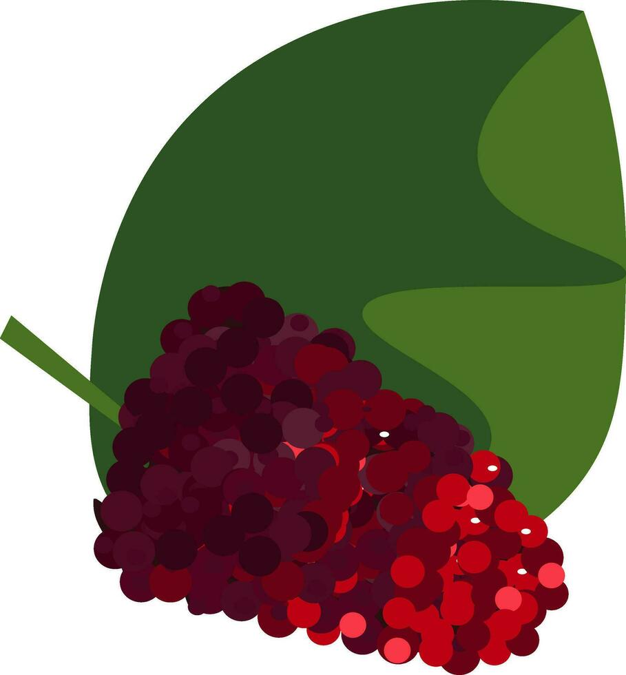 Bunch of mulberry fruits on a broad green leaf vector or color illustration