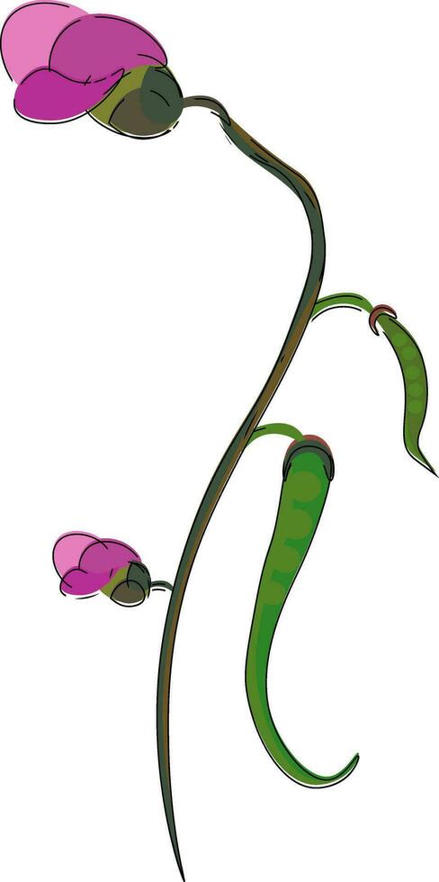 Clipart of a green-colored bean plant vector or color illustration