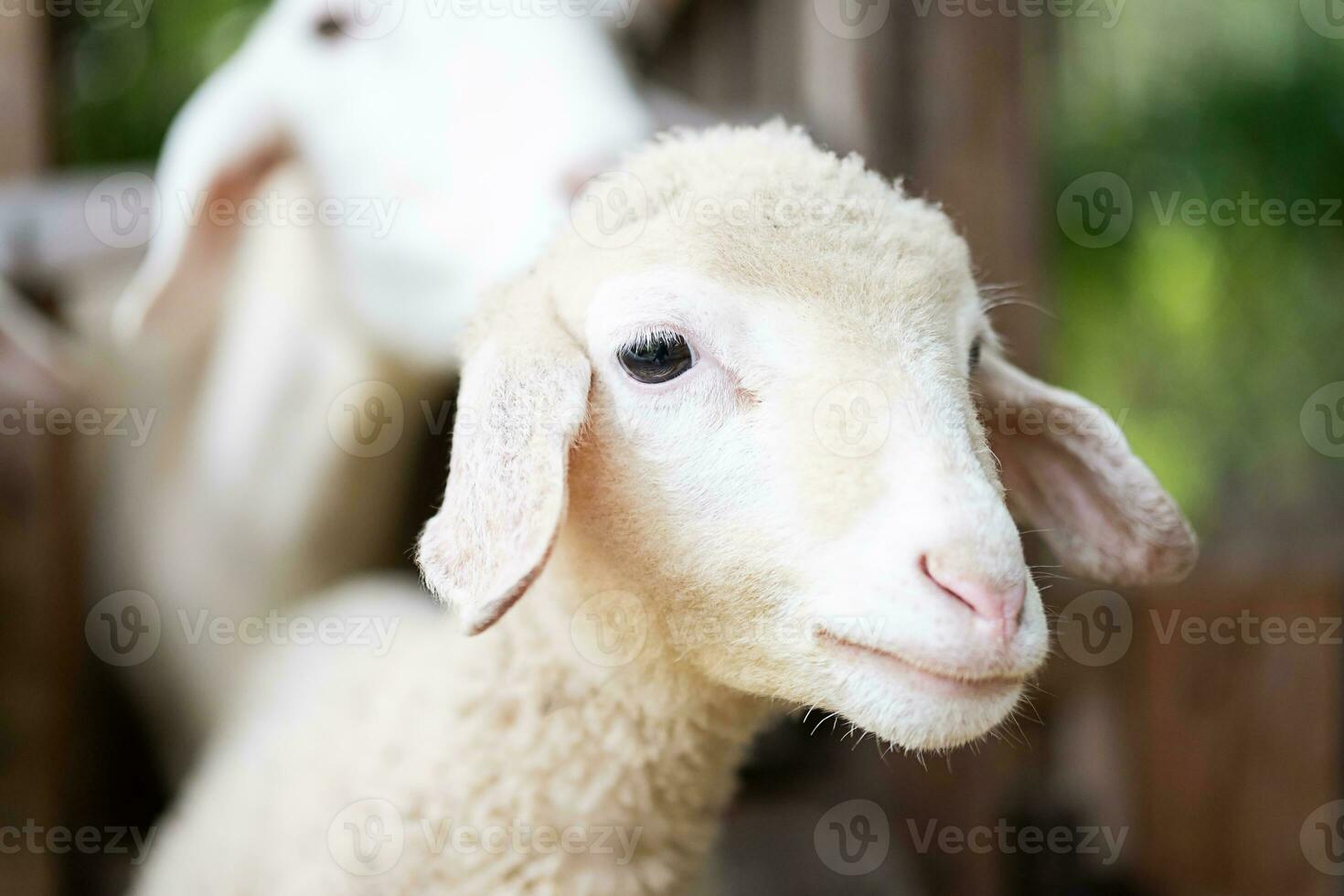 Cute little lamb portrait. photo