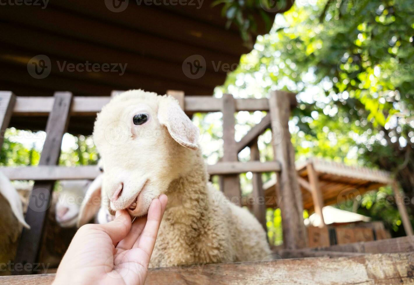 Child is feeding and petting cute little lamb at the zoo. photo