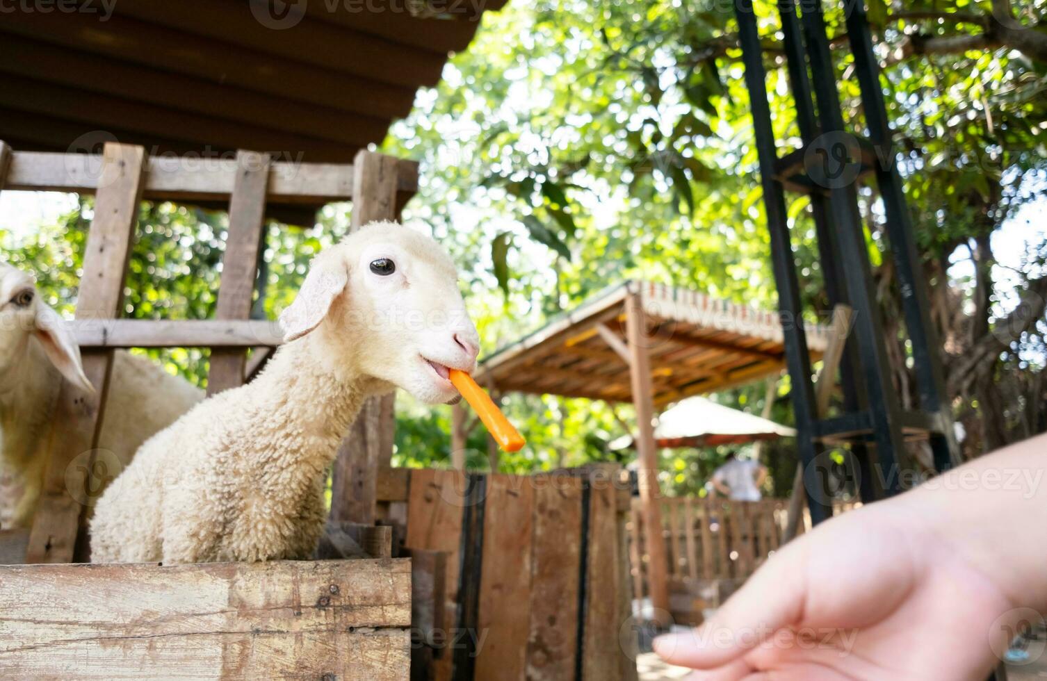 Child is feeding and petting cute little lamb at the zoo. photo