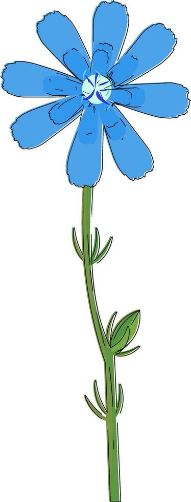 Drawing of the chicory flower vector or color illustration