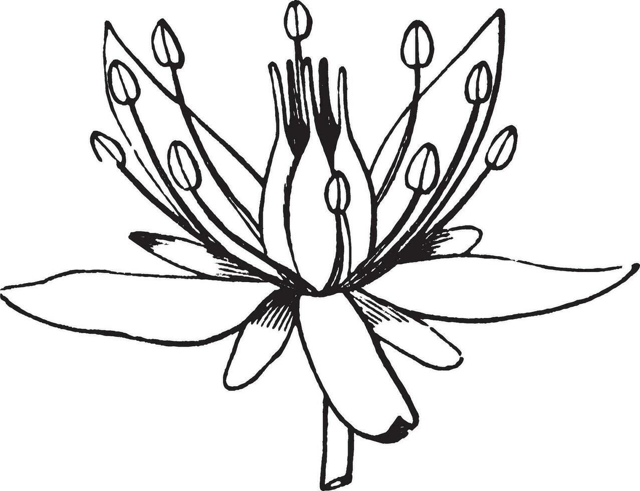 Flower, Stonecrop, Sedum, Crassulaceae, bright, color, petals vintage illustration. vector