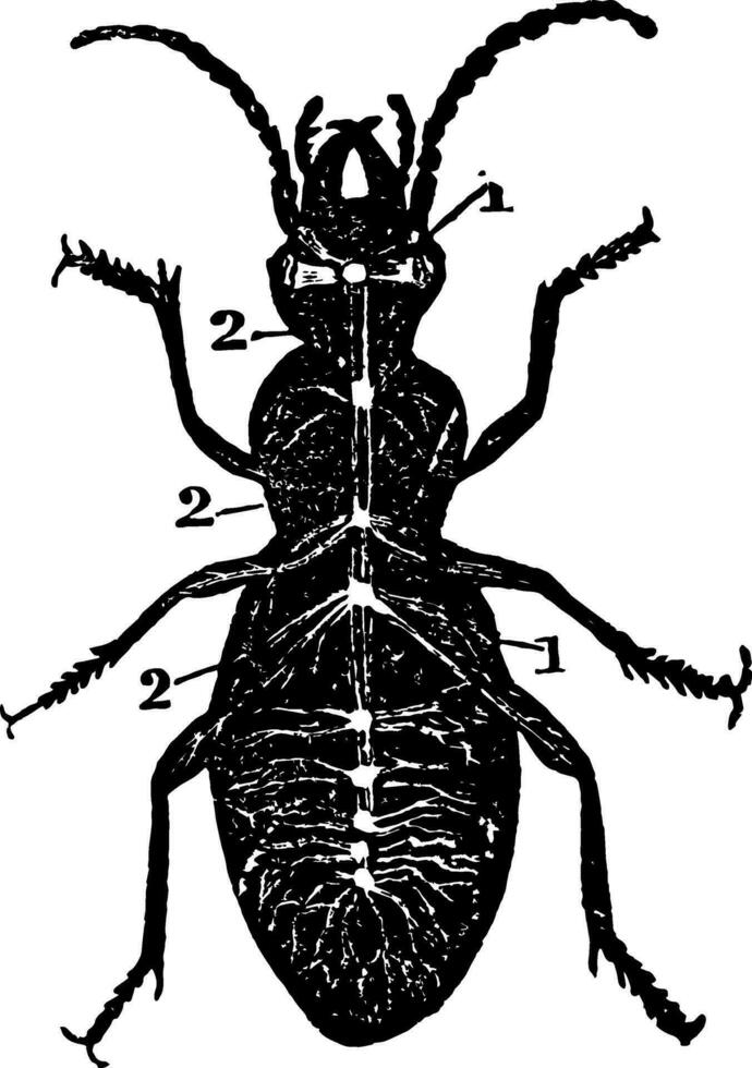 diagrama de nervioso sistema de un escarabajo Clásico ilustración. vector