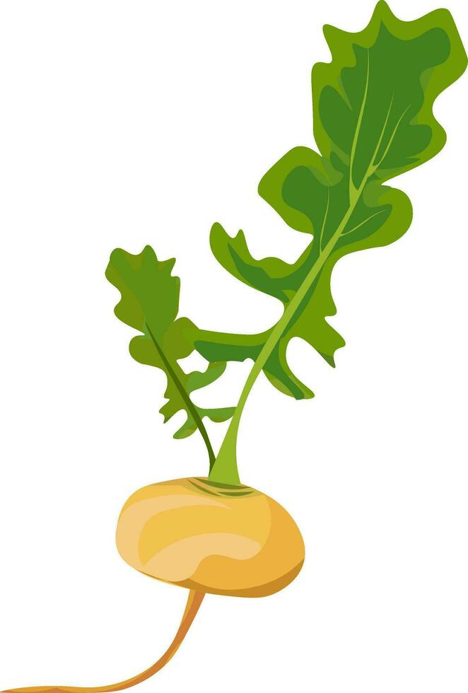 Yellow turnip, vector or color illustration.