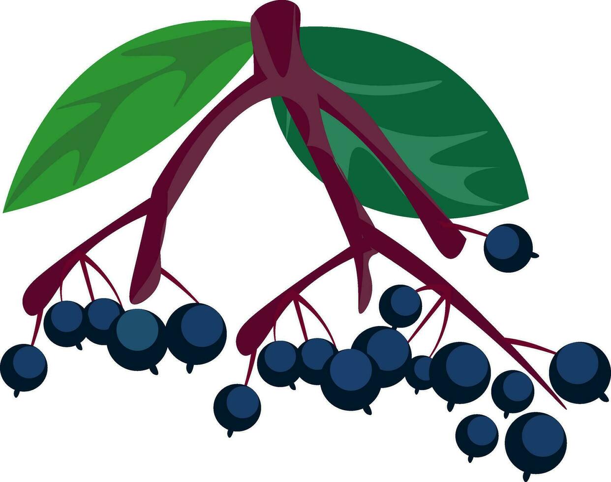 Two bunch of elderberries on the branches of a tree vector or color illustration