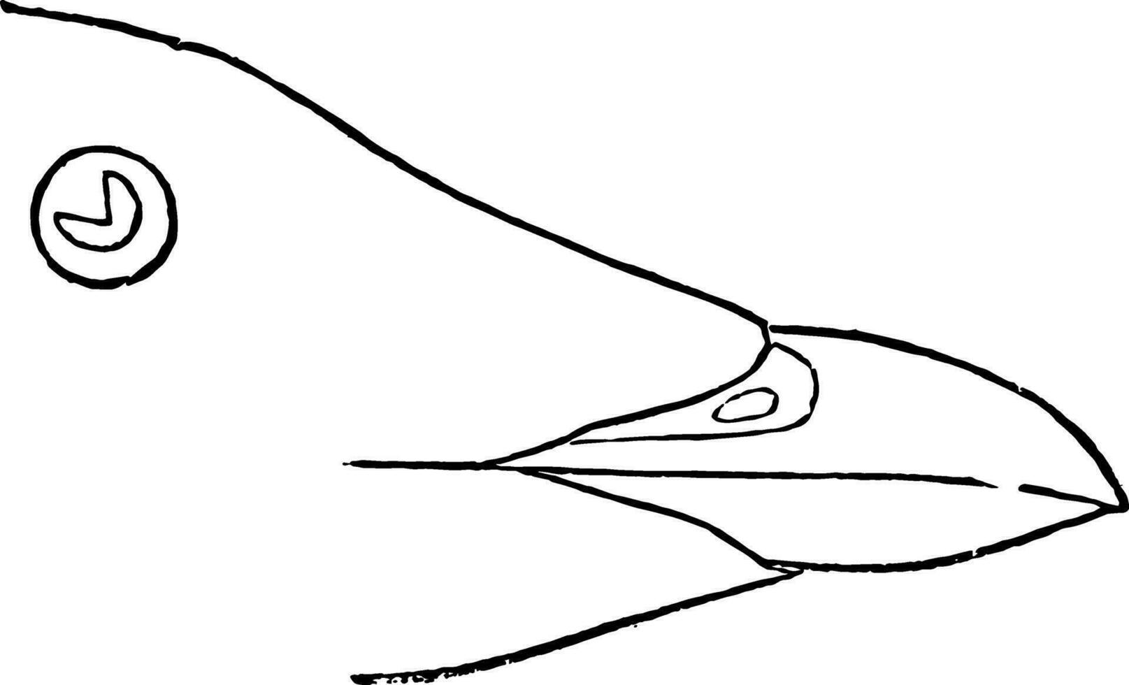 Black throated Murrelet vintage illustration. vector