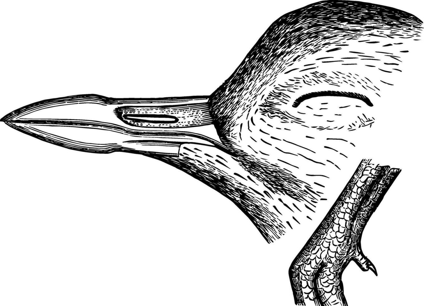 Four toed Plover Bill and Hind Toe vintage illustration. vector