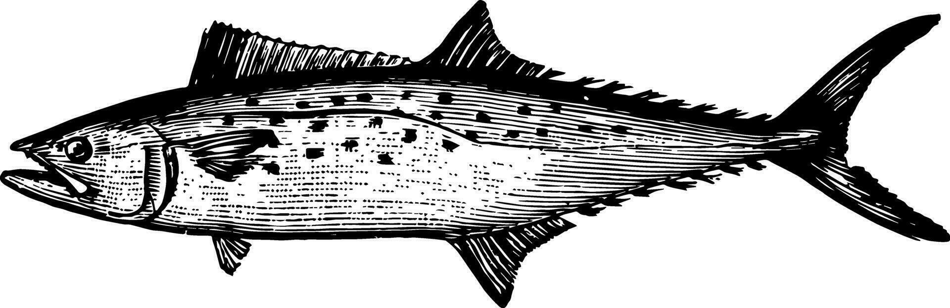 Atlantic Spanish Mackerel vintage illustration. vector