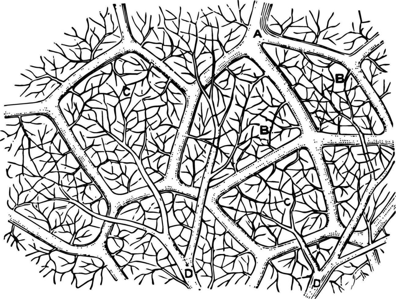 Capillaries of the Air Sac vintage illustration. vector