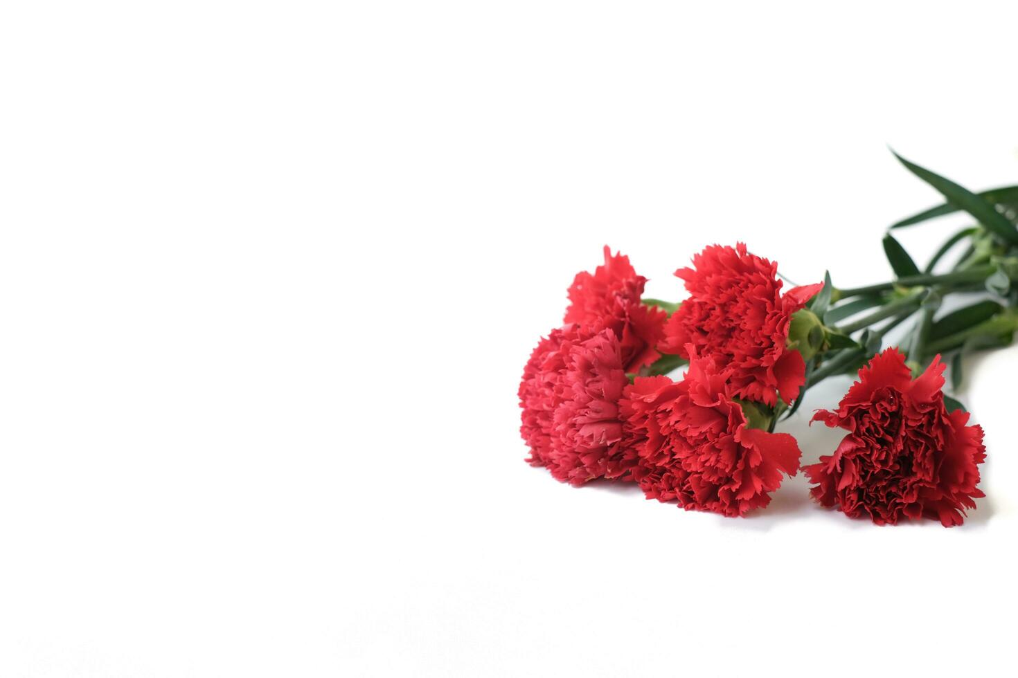 rojo clavel flores aislado en blanco antecedentes. foto