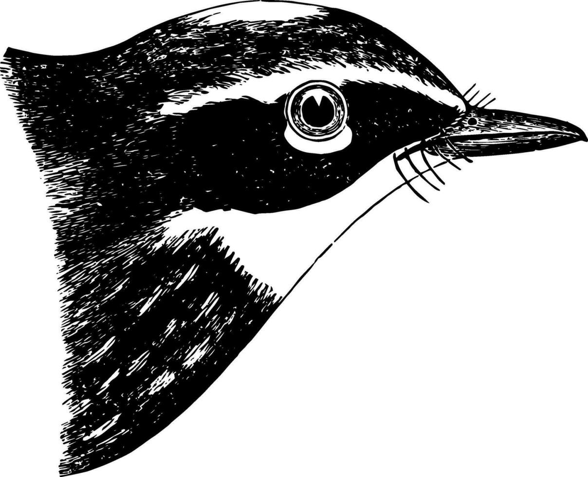 Yellow rumped Warbler vintage illustration. vector