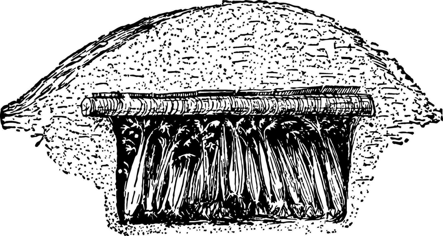 Celery Storage vintage illustration. vector