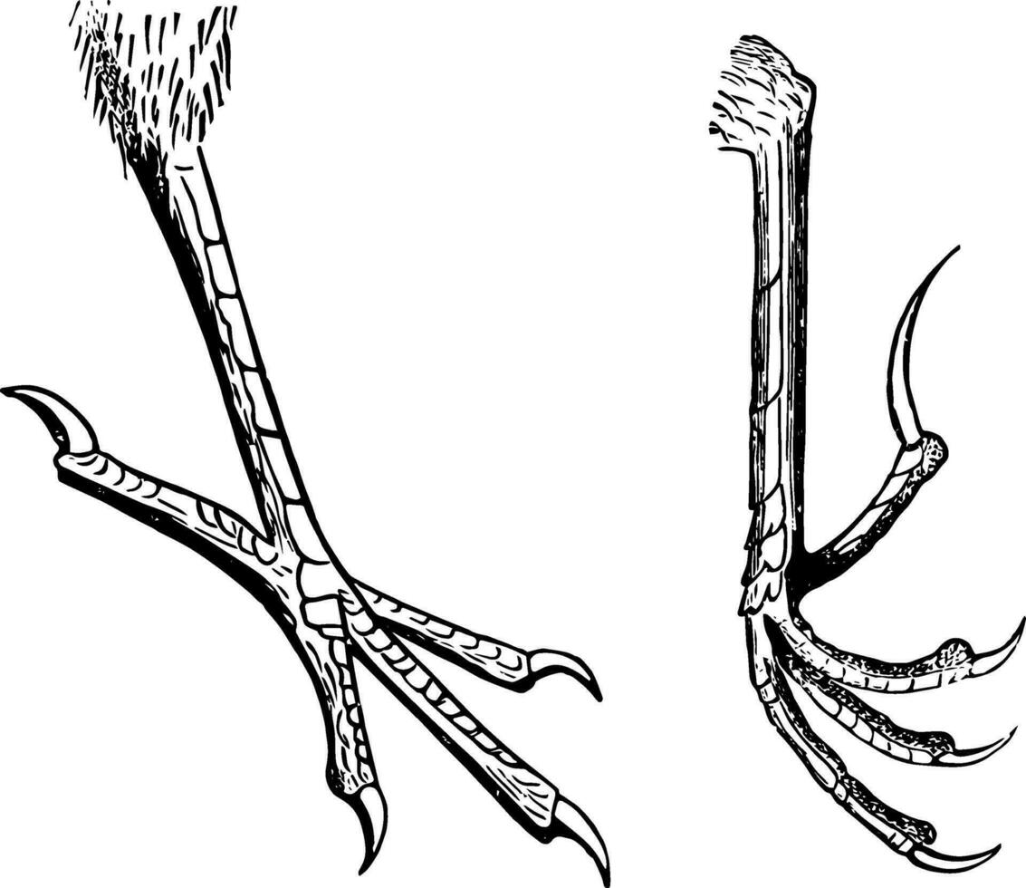 Typical Passerine Bird Feet vintage illustration. vector