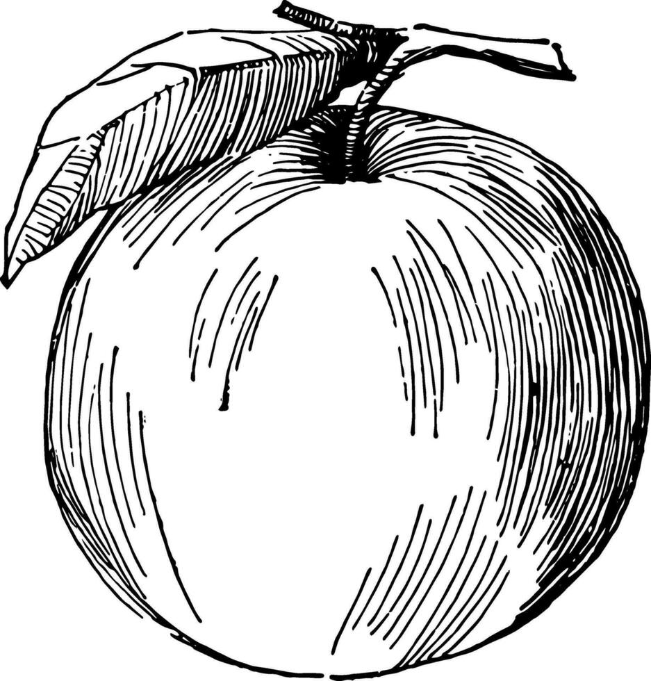 Apple vintage illustration. vector