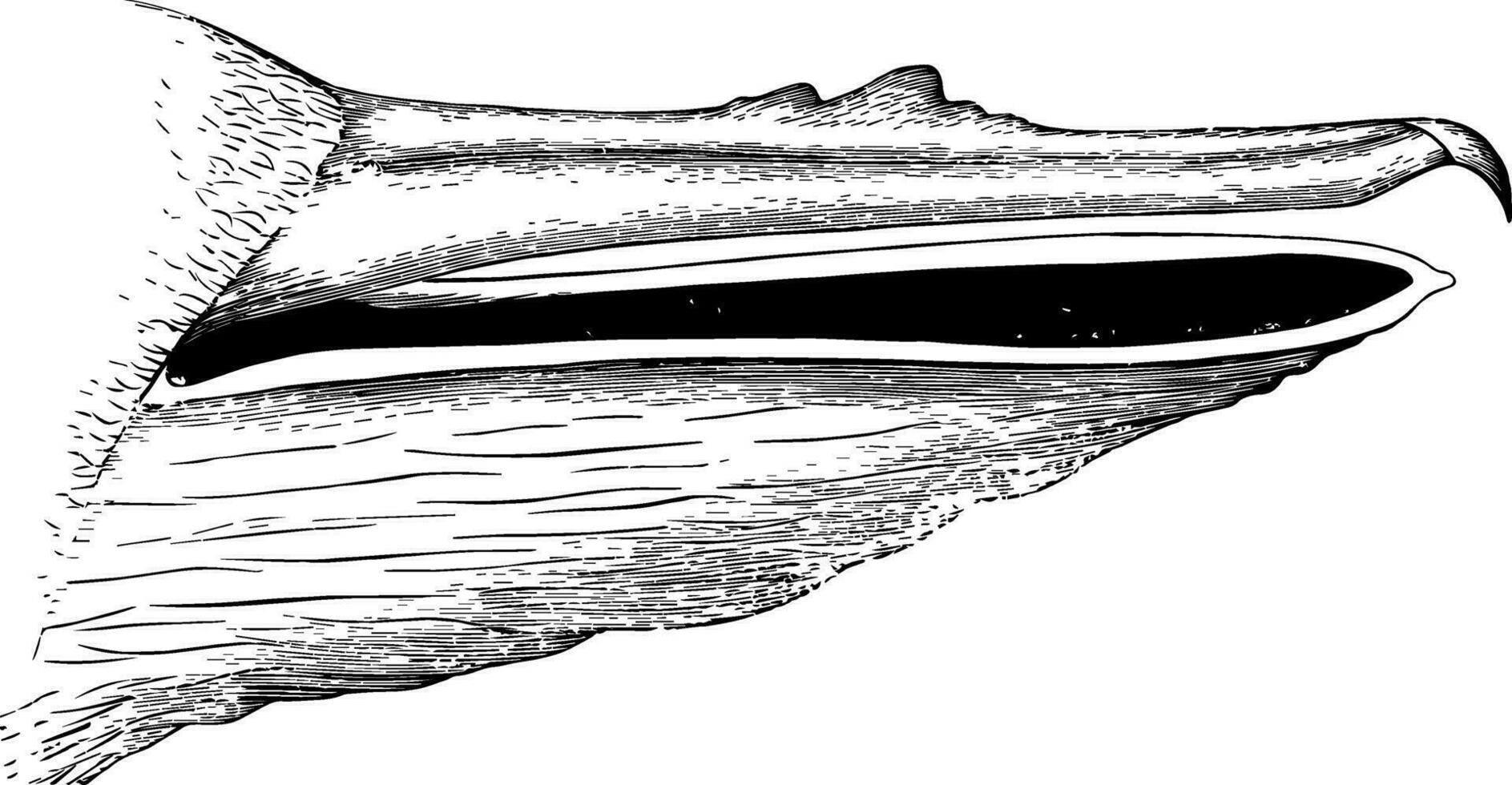 The Bill of a North American White Pelican vintage illustration. vector