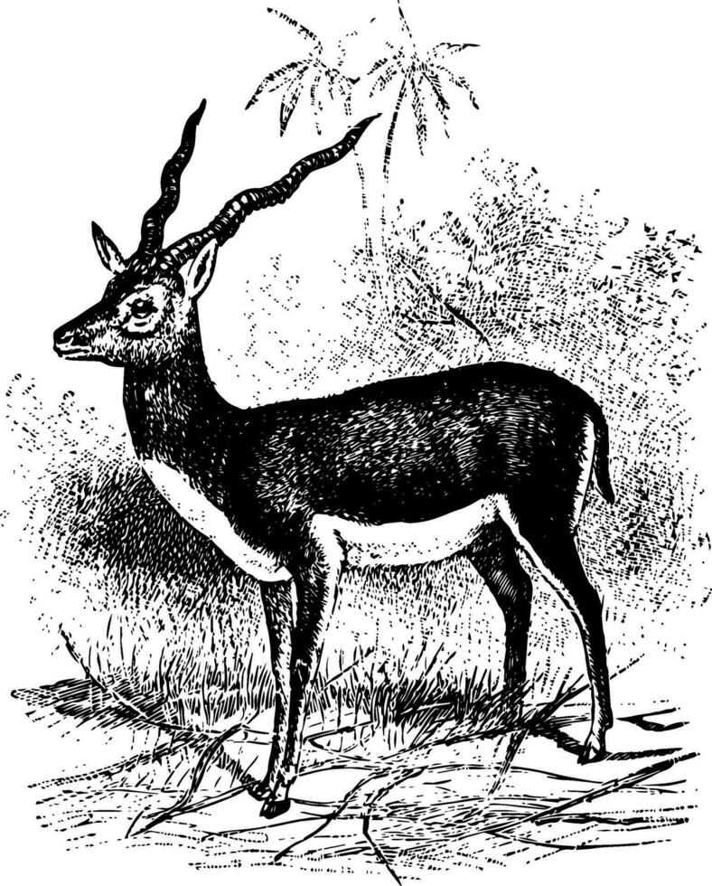 Blackbuck vintage illustration. vector