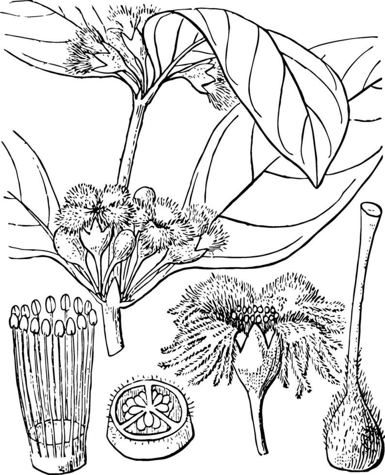 Cassipourea vintage illustration. vector