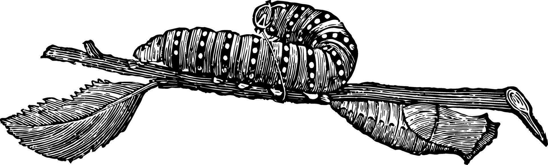 Larva and Chrysalis of Papilio Machaon vintage illustration. vector