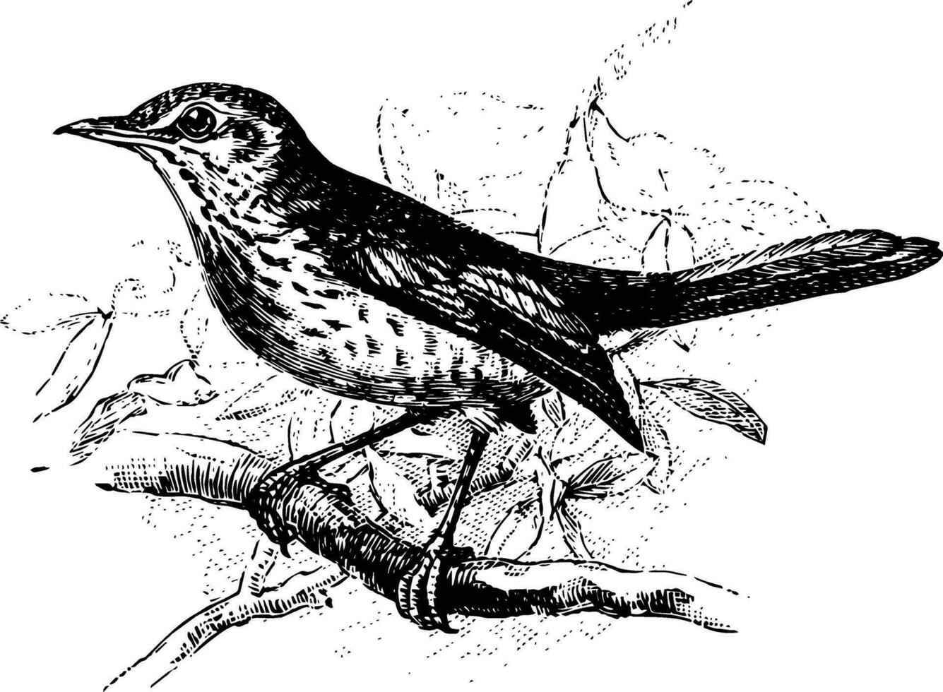 Fieldfare Perched on Branch, vintage illustration. vector
