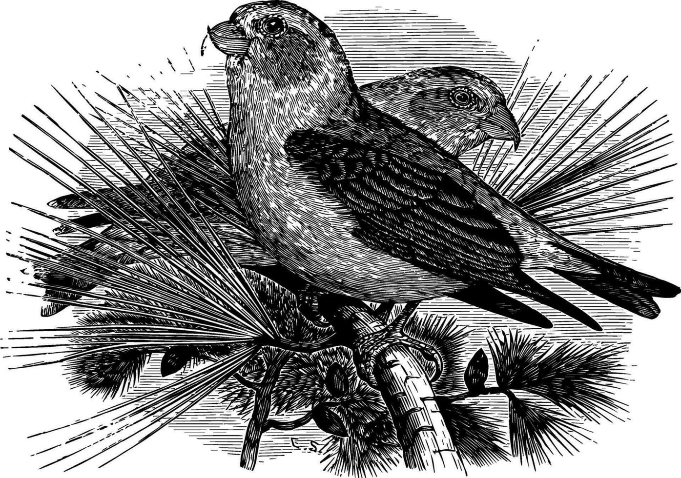 American Red Crossbill vintage illustration. vector