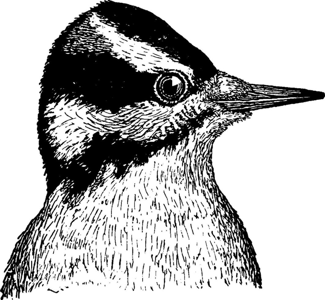 Hairy Woodpecker, vintage illustration. vector