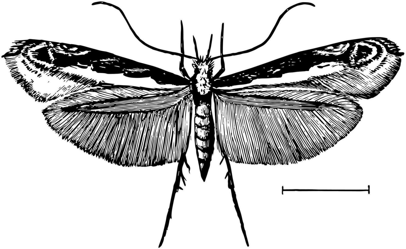 hoja mancha minero polilla, Clásico ilustración. vector