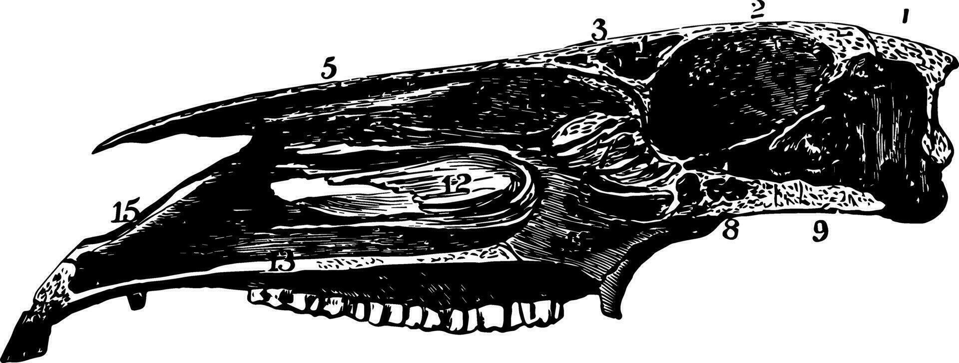 Longitudinal Section of Horse Skull vintage illustration. vector