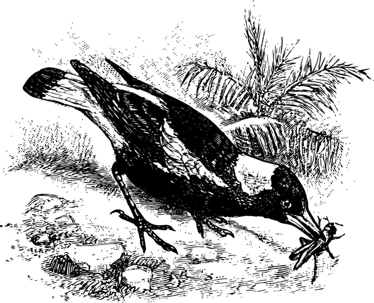 Australian Magpie, vintage illustration. vector