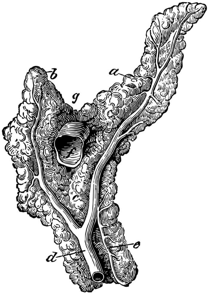 páncreas de un caballo, Clásico ilustración. vector