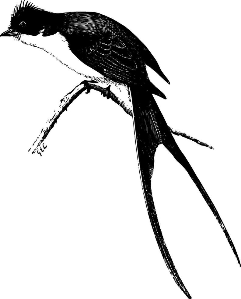 Scissor tail, vintage illustration. vector
