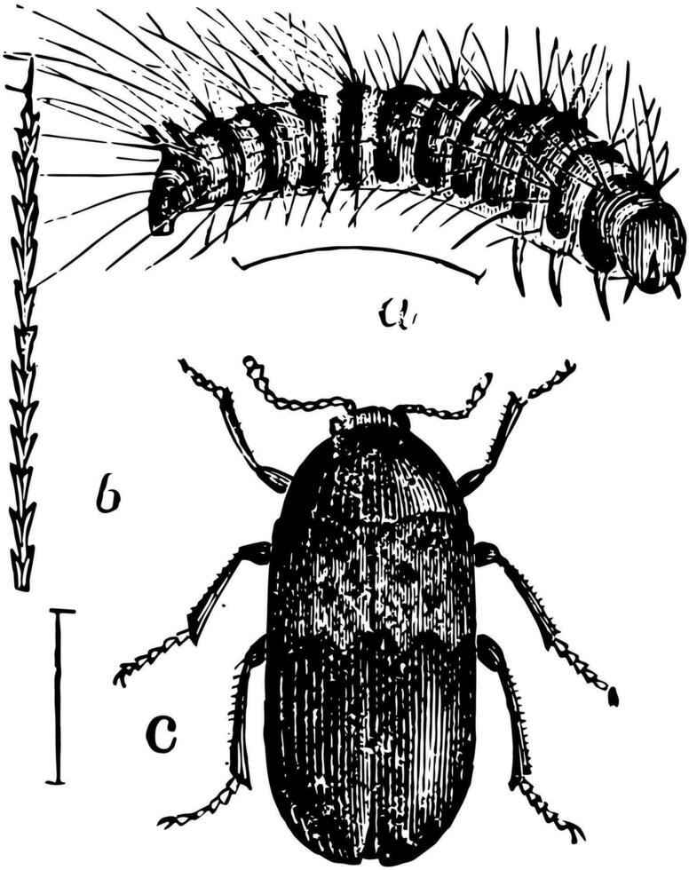 Larder Beetle Larvae and Imago, vintage illustration. vector