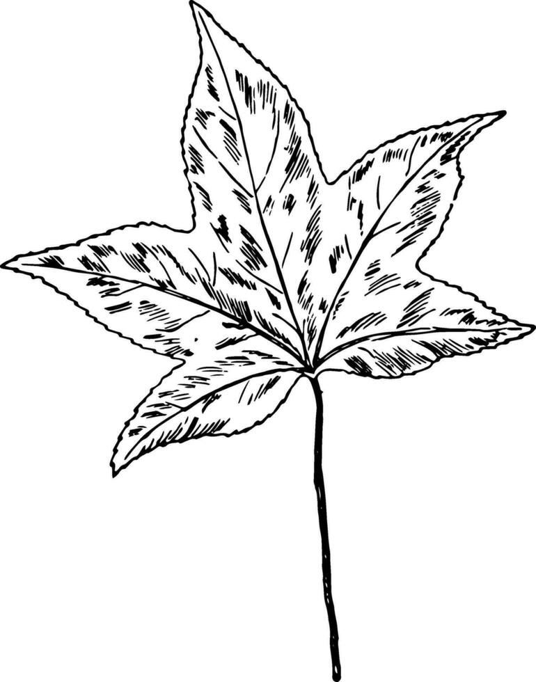 Gumwood Leaf vintage illustration. vector