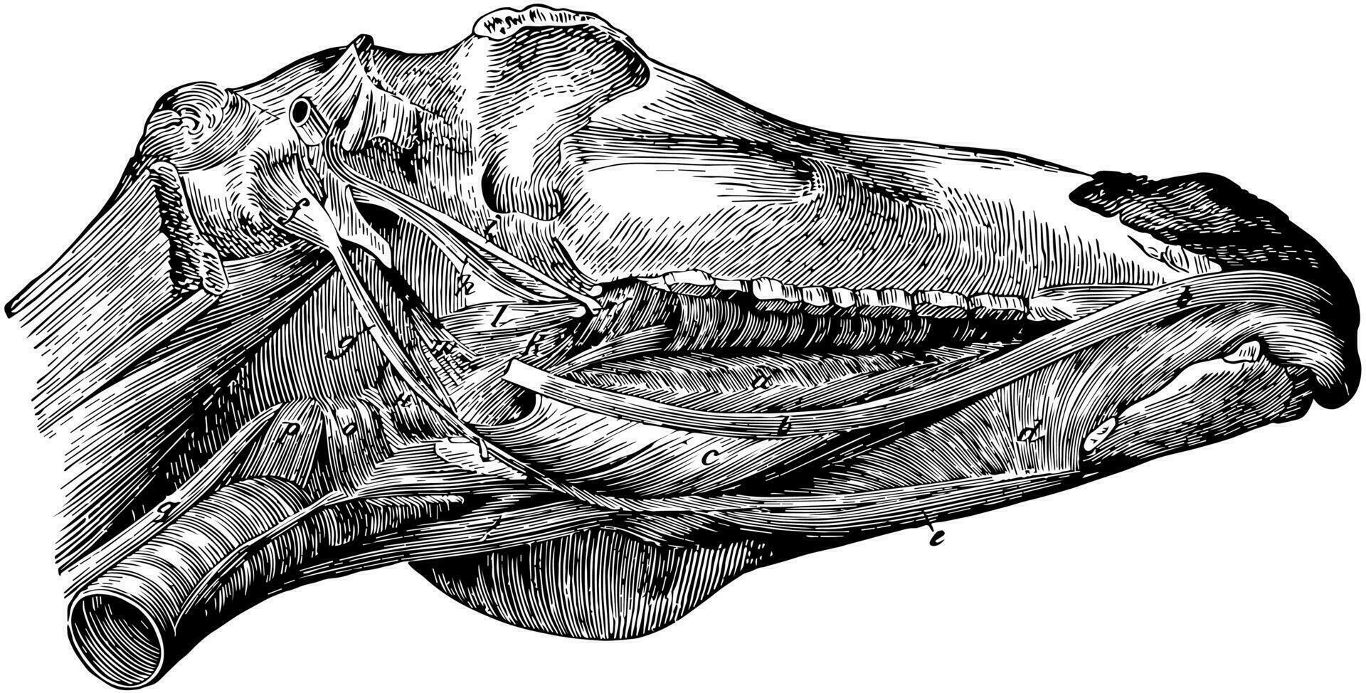 Muscles of the Maxillary Space of a Horse, vintage illustration. vector