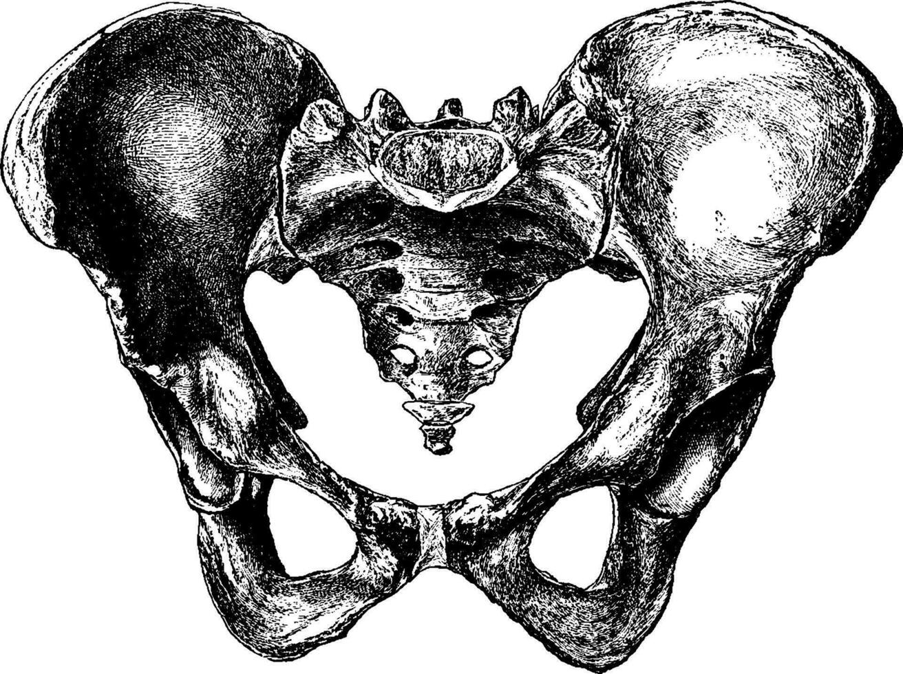 hembra pelvis desde antes, Clásico ilustración. vector