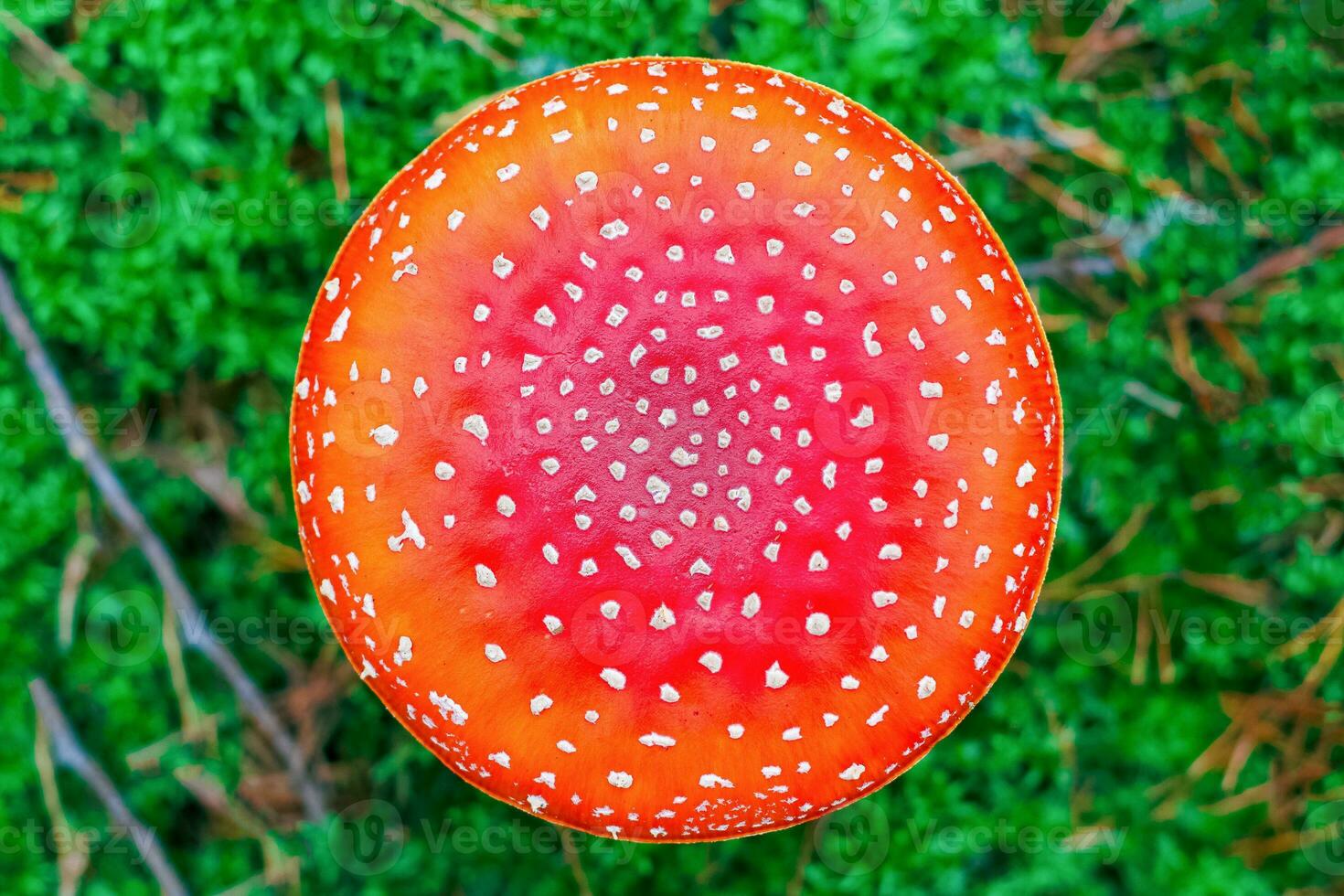Amanita Muscaria. Red poisonous Fly Agaric mushroom in forest photo
