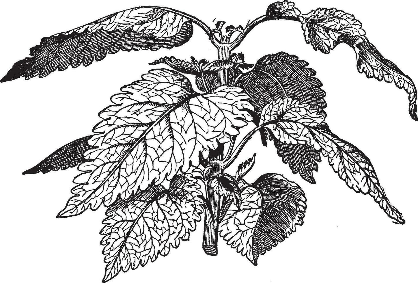 Coleus Blumei Verschaffeltii vintage illustration. vector