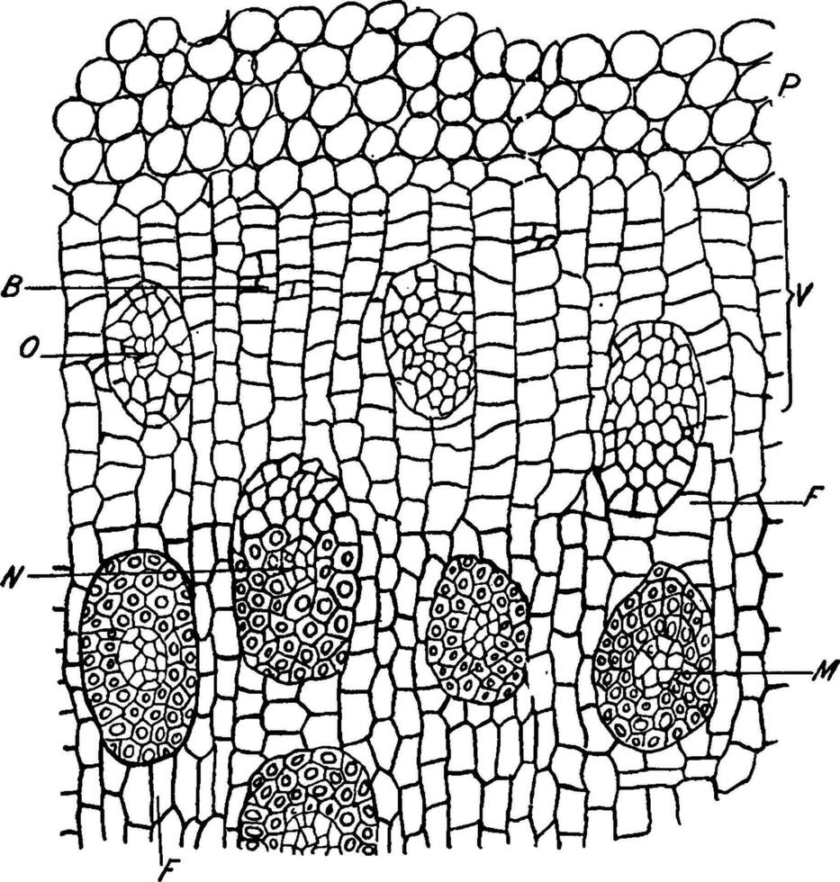 D. Marginata Stem vintage illustration. vector