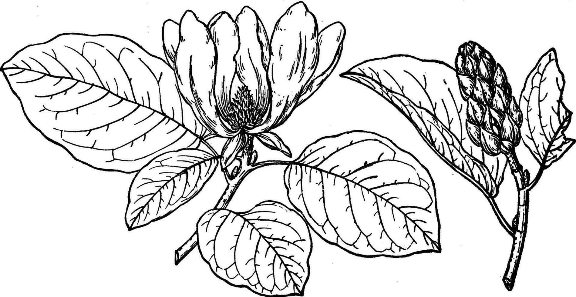 Branch of Magnolia Acuminata Cordata vintage illustration. vector