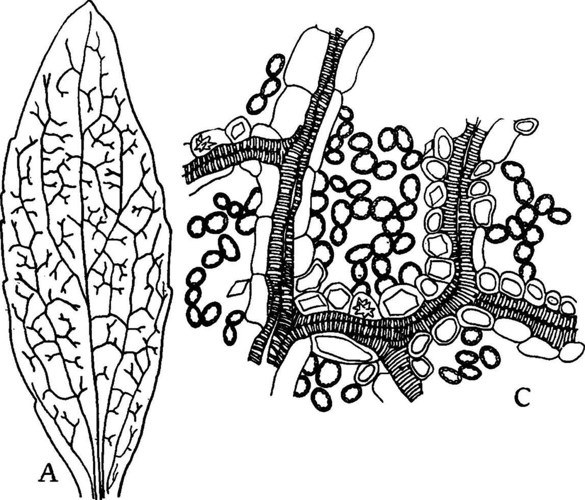 Dicotyledon Leaf vintage illustration. vector