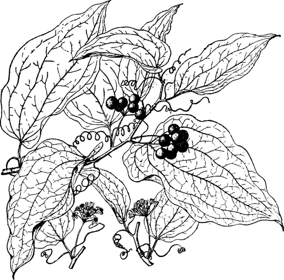 Hispida Smilax vintage illustration. vector