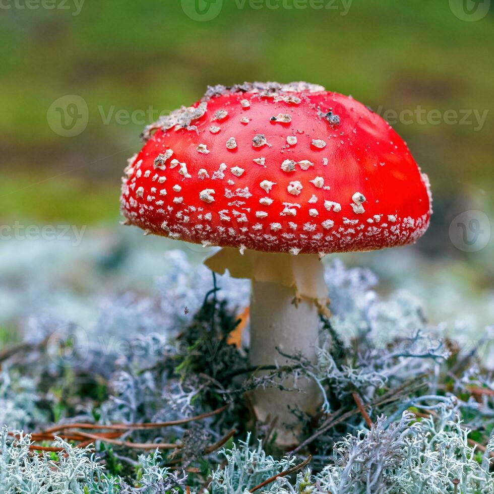 Amanita Muscaria. Red poisonous Fly Agaric mushroom in forest photo