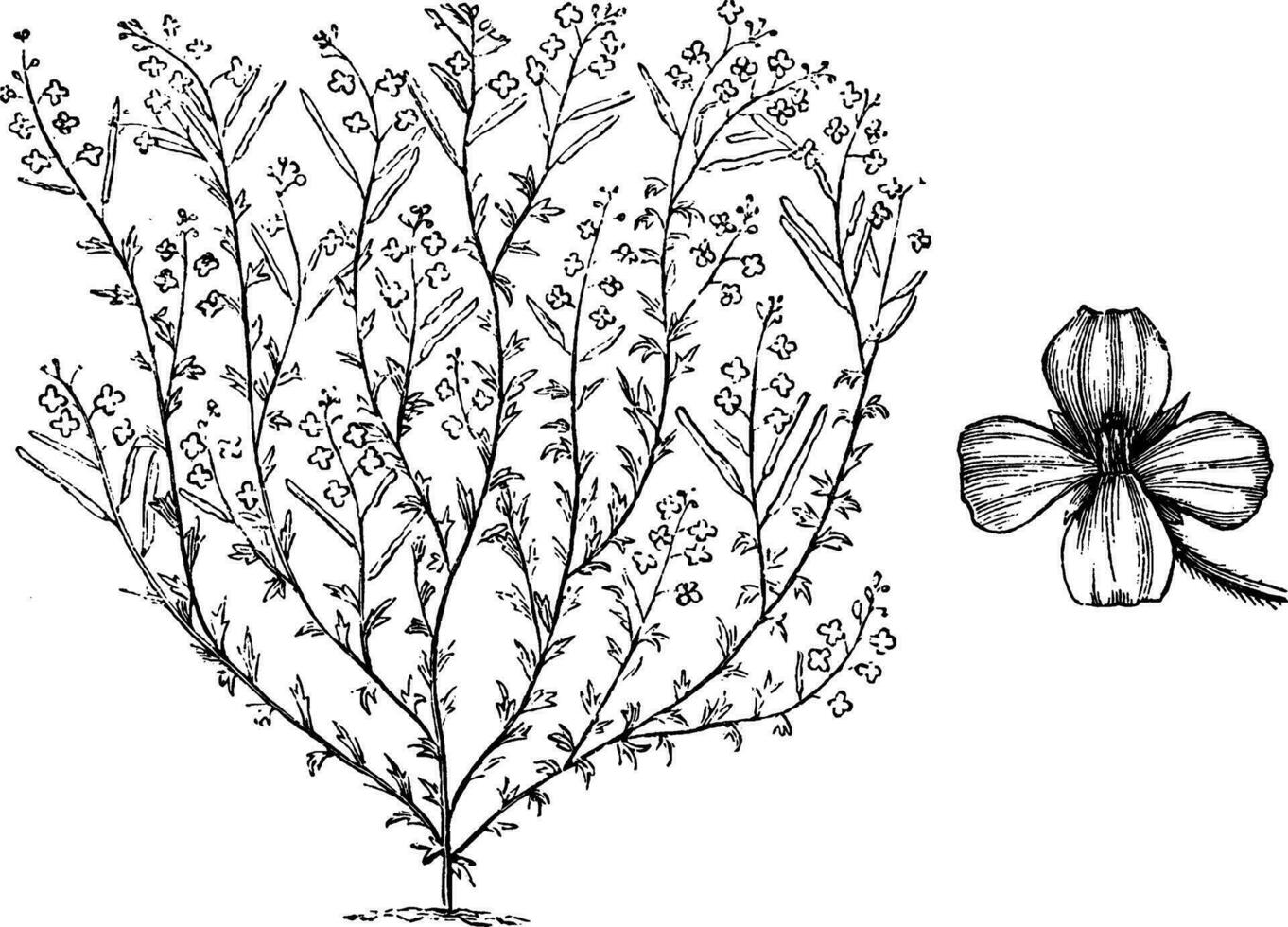 Habit and Detached Single Flower or Heliophila Pilosa Incisa vintage illustration. vector