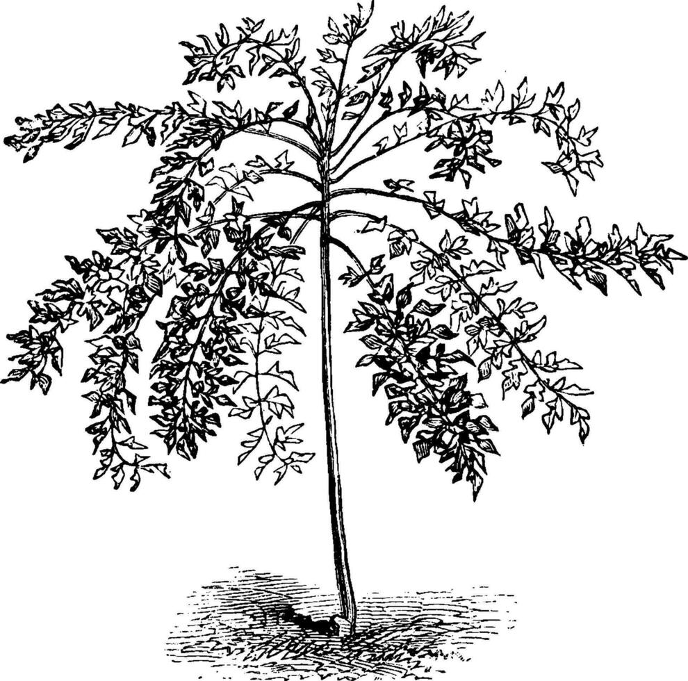 flower, Panax, Murrayi, shrub, tree, long, leaves, stem vintage illustration. vector