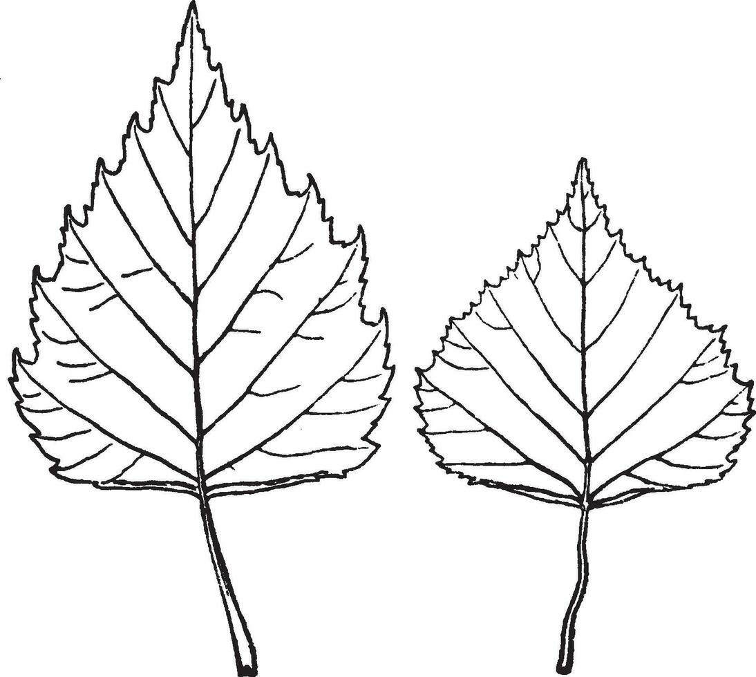 Leaves of Betula Pendula vintage illustration. vector