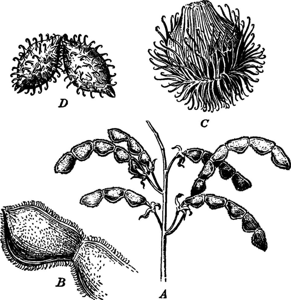 seed, dry, fruit, hooks, teeth, forms, Dispores, stems, species, cactus, thorns, burs vintage illustration. vector