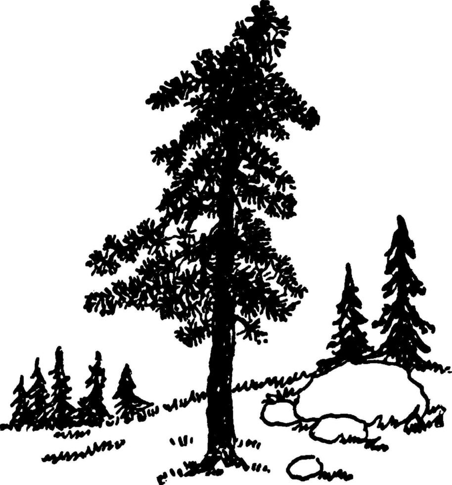 Pine Tree vintage illustration. vector